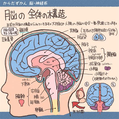 頭部位置|脳の解剖とはたらき